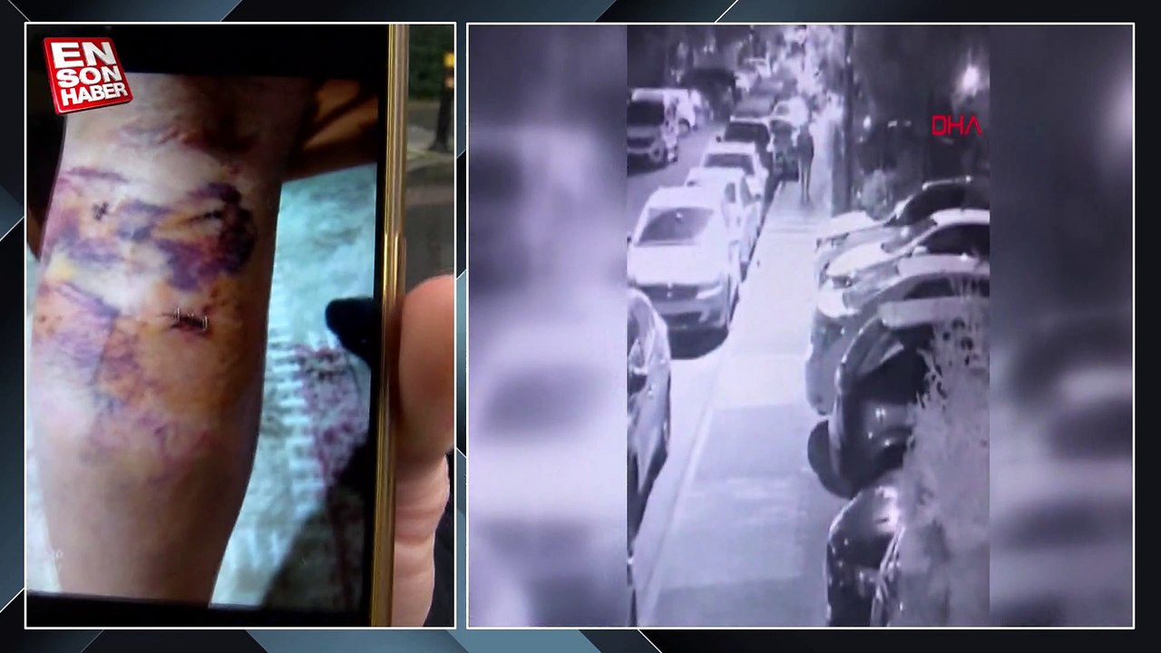 Maltepe’de başıboş köpekler, mahalle sakinlerinin kabusu oldu