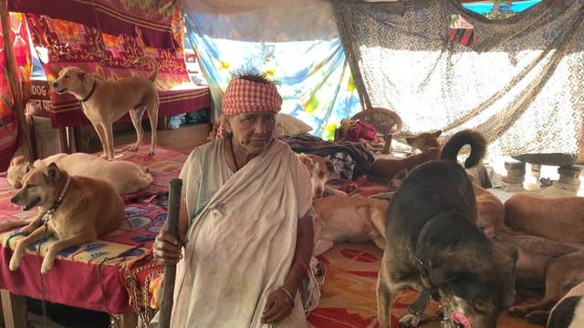 Con 200 perros a su cargo, una anciana aterra a sus vecinos en la India