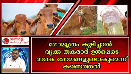 സങ്കികൾ പെട്ടു ; ഗോമാതാവിന്റെ മൂത്രം ഹാനികരം , ഇനി എന്ത് ചെയ്യും ?