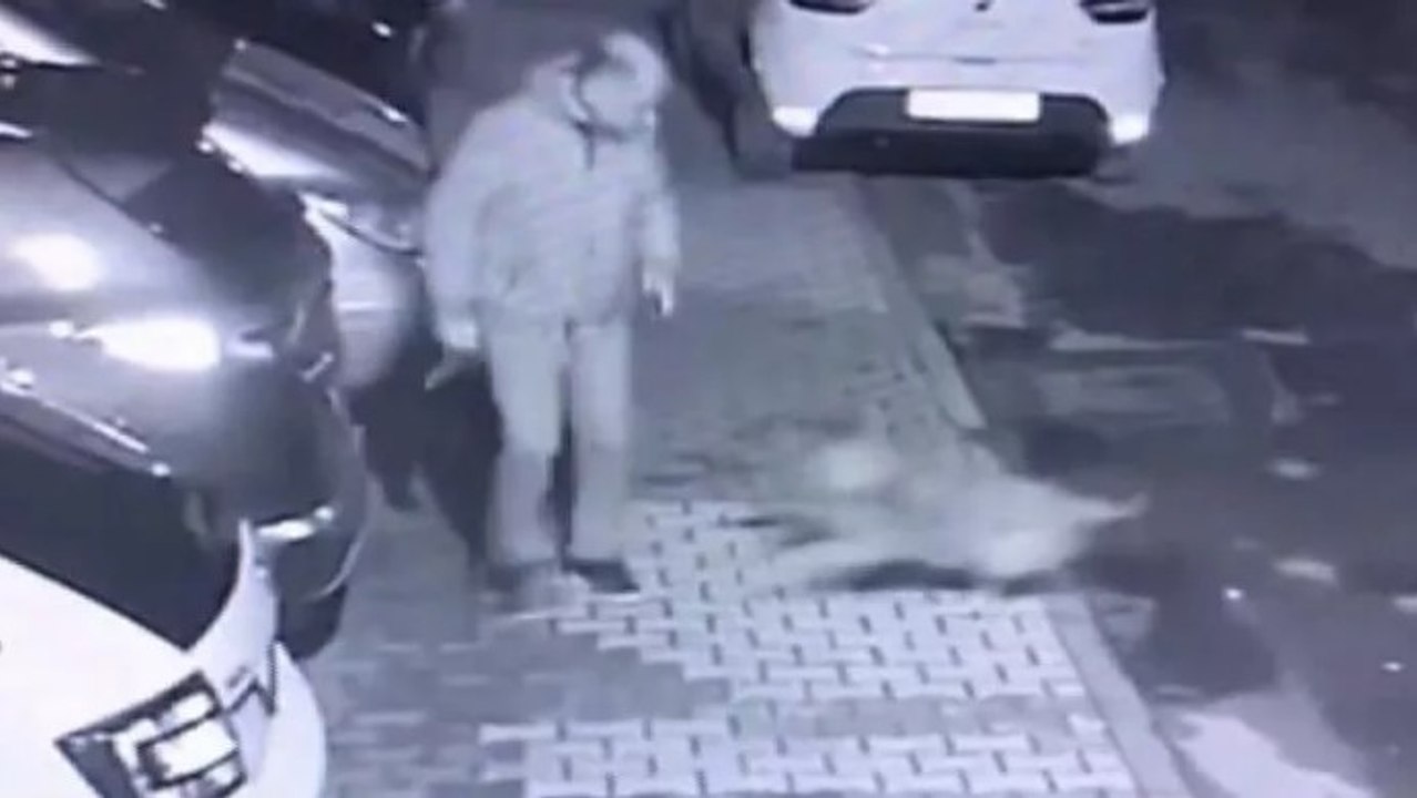 Maltepe'de başıboş köpekler mahallelinin kabusu oldu