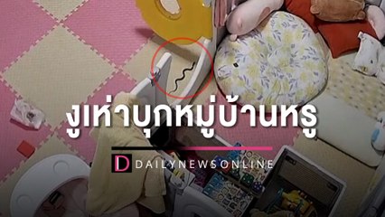 กองทัพงูเห่าบุกบ้านหรูจับได้ไม่ต่ำกว่า30ตัว ฉุนโครงการไร้ความรับผิดชอบ | HOTSHOT เดลินิวส์ 12/04/66