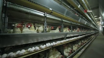 Hükümlü ve tutuklular tarafından yetiştirilen tavuk yumurtaları tüketici ile buluştu