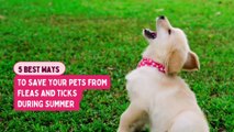 5 Best Ways to Save your Pets from Fleas and Ticks During Summer