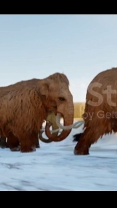 Maimath was a old elephant!! #dailymotion