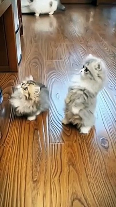 Cute pomeranian ||kittens you like this?