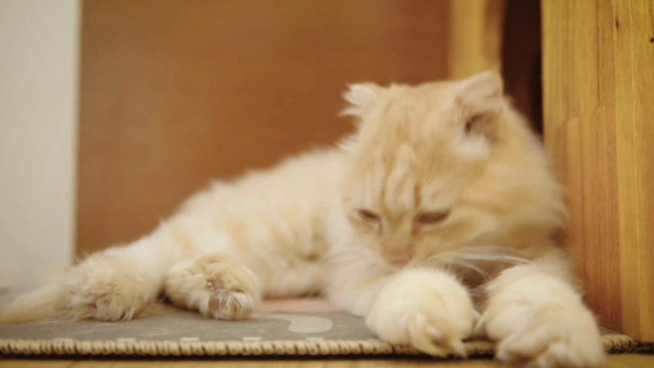 Funny kitten Meowing | funny cats and dogs
