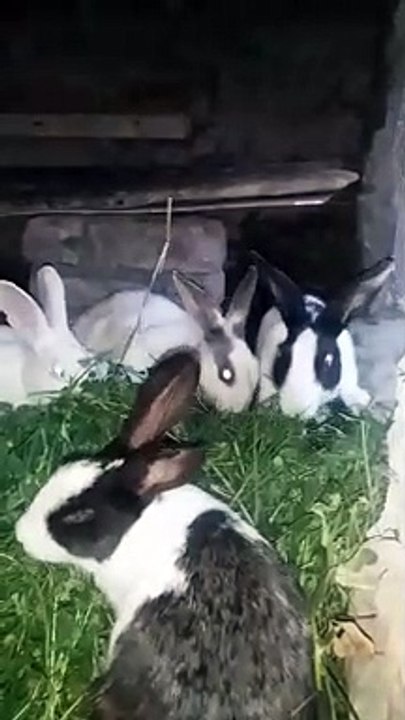 Beautiful rabbit