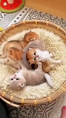 Baby  All cute kittens  beuty 