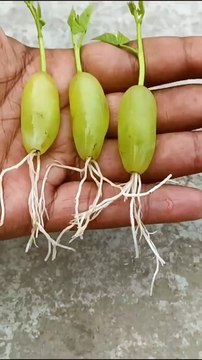 Unique Technique Grow Grapes Tree From Grapes