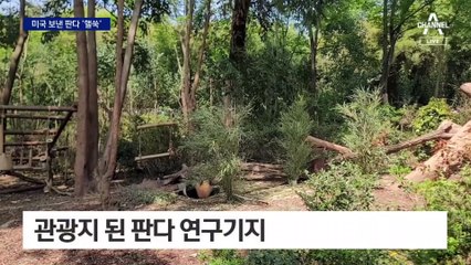 핼쑥한 판다 모습에…中 “데려와라” 발끈