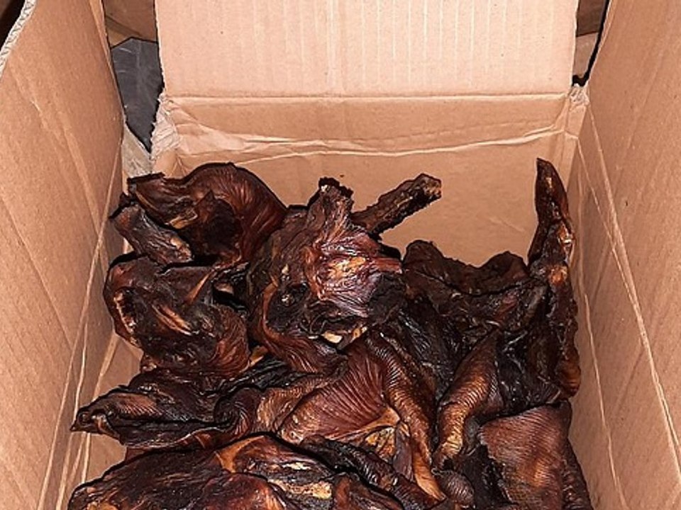 Aachen: Polizei beschlagnahmt gebratene Fledermäuse