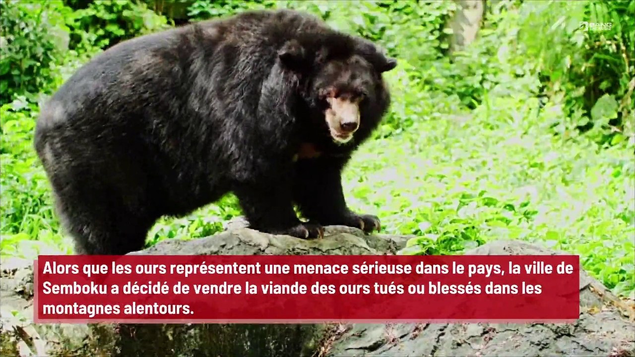 Japon : une ville met en place un distributeur de viandes d’ours !
