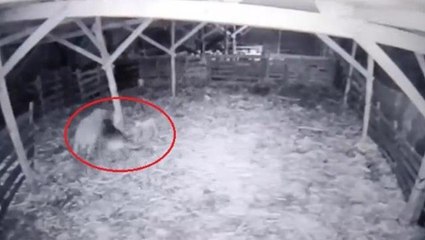 Ahıra giren kurt, koyun sürüsünü perişan etti! Bir kuzuyu da kaçırıp kayıplara karıştı