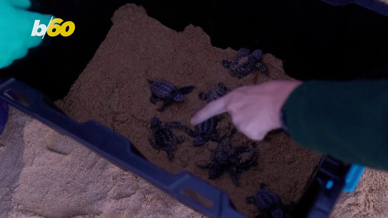 Baby Turtles Return Home After ‘Epic Egg Rescue’