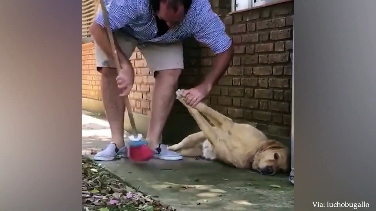 When you just realized that your dog is special