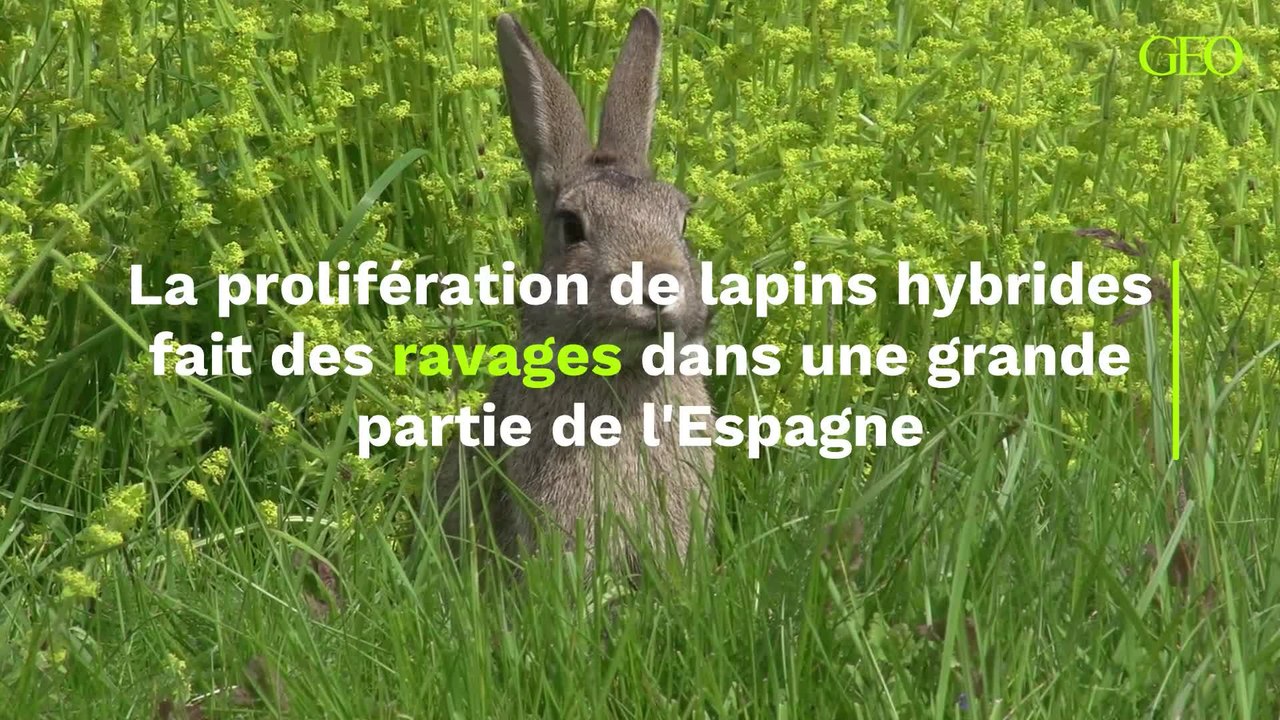 Espagne : la prolifération de lapins hybrides ravage les cultures du pays -  Vidéo Dailymotion
