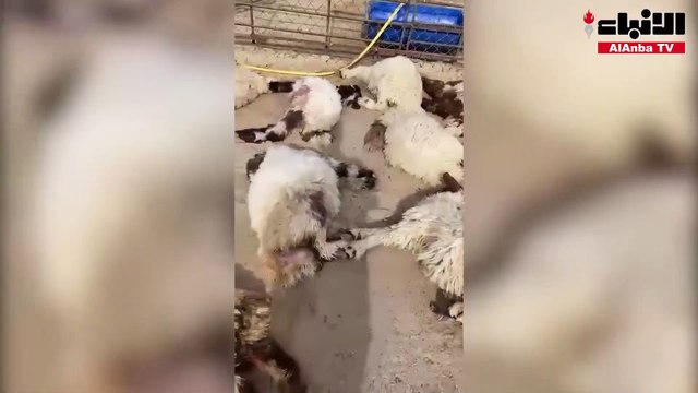 كلاب ضالة تفترس 77 رأس غنم قبل عيد الفطر بأيام