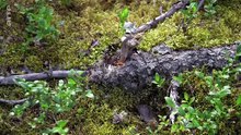 Les forêts du Grand Nord - documentaire francais