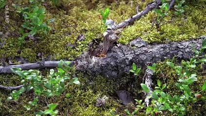 Les forêts du Grand Nord - documentaire francais