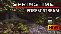 Dolby Vision 4K HDR Nature  - Spring Forest SunCast Stream   - Daily Relaxation