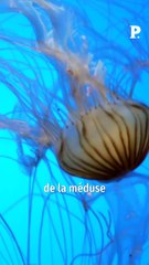 Uriner sur une piqûre de méduse soulage-t-il vraiment la douleur ?