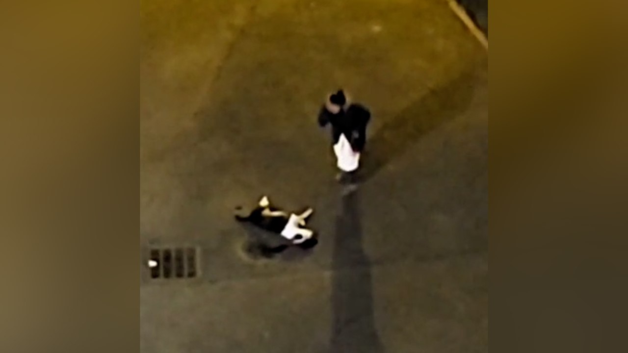 Chien tué de quatre balles par la police à Saint-Denis : « Pourquoi vous avez tué Fidji ? » 