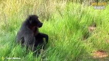Unlucky Baboons Become Prey! When Baboons Being Ruthlessly Hunted By Hungry Predators