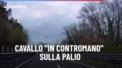 Cavallo "in contromano" sulla Palio