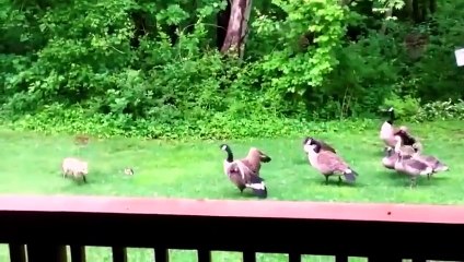 30 FOIS LES ANIMAUX SE SONT TROMPÉS AVEC LE MAUVAIS ADVERSAIRE