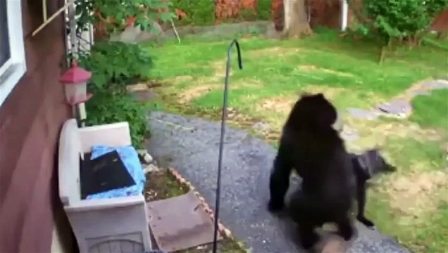 Quand les animaux se sont trompés avec le mauvais adversaire ! (2)