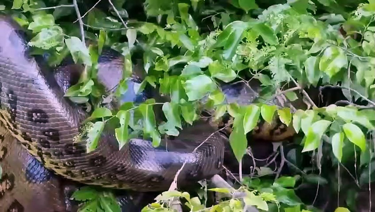 Les plus gros serpents jamais filmés (2)