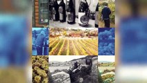 Durabilité dans la vinification : Vignoble biologique et son engagement envers l'agriculture biologique