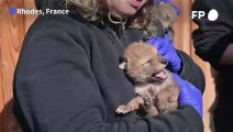 Naissance de six bébés coyotes, ça pouponne au parc animalier de Sainte-Croix