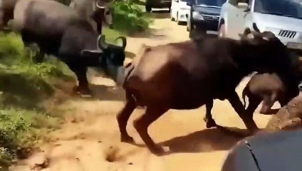30 Times Animals Messed With The Wrong Opponent! (4)