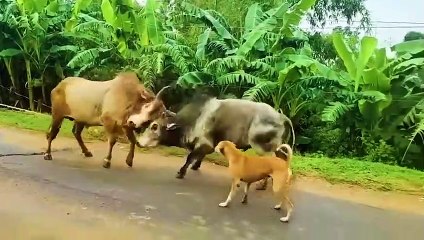 35 Times Animals Messed With The Wrong Opponent !