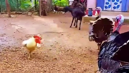 30 Times Animals Messed With The Wrong Opponent! (3)