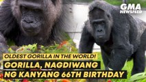 Oldest gorilla in the world celebrates 66th birthday | GMA News Feed