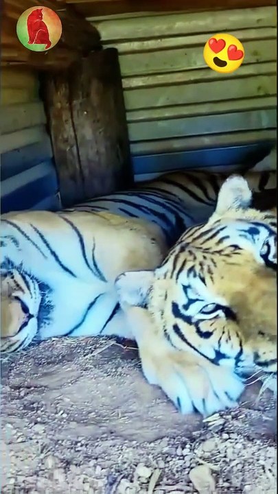 Lovely tiger pets
