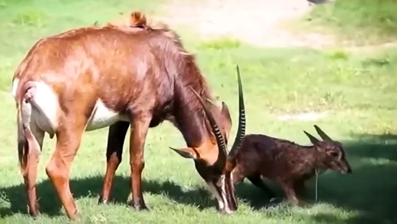Wild Animals Giving Birth ! Rare footage - video Dailymotion