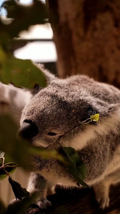 | KOALA | Eating leaves from a branch
