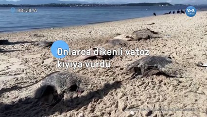 Onlarca Dikenli Vatoz Kıyıya Vurdu