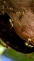 Colony of bees | Pure Honey | HD