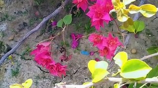 Beautiful pink flowers from my garden|beautiful creation of Allah|flowers are love