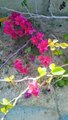 Beautiful pink flowers from my garden|beautiful creation of Allah|flowers are love