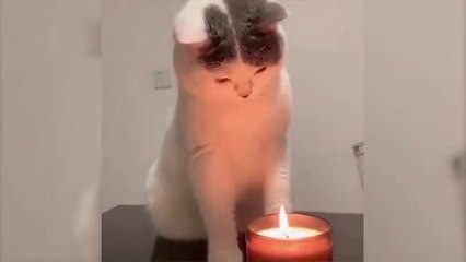 Hilarious Viral Animal Videos 🐾