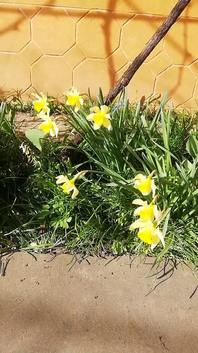 Spring