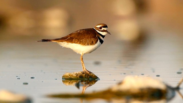 After Weeks Of Guarding Nest Utility Workers Welcome Baby Chicks To South Carolina Parkin