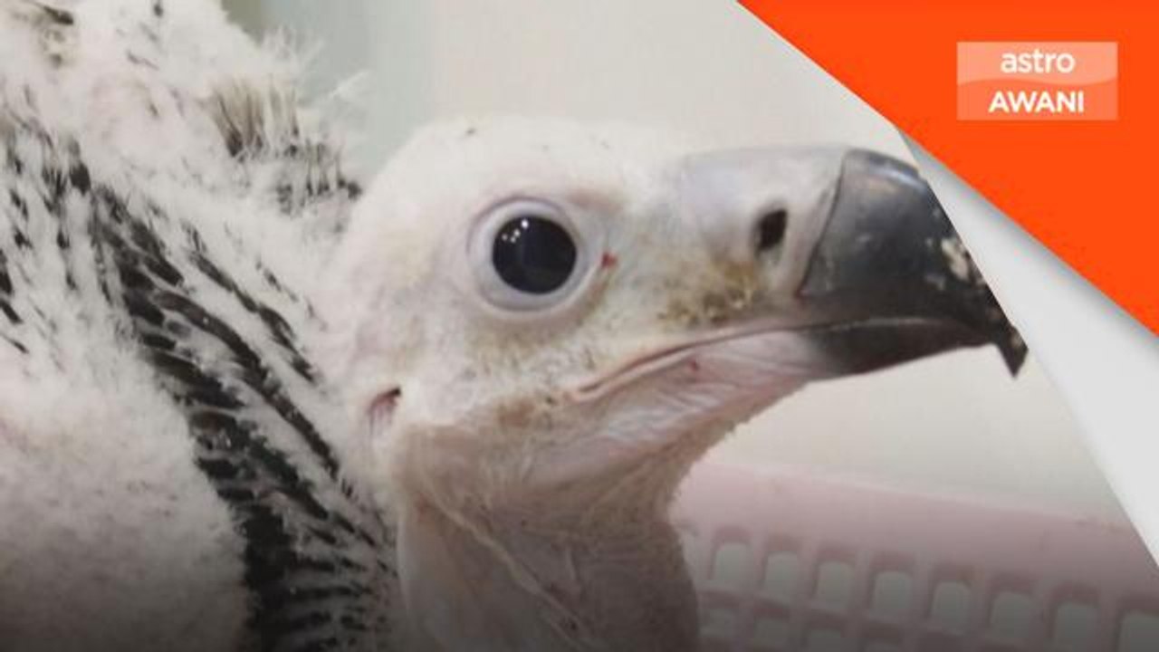 Burung hering terancam berjaya dibiak dalam tempoh 30 tahun