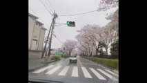 Sakura  / Japan Cherry Blossoms 2023