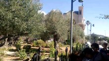 JERUSALEM-THAVOR 2018 Garden of Gethsemane